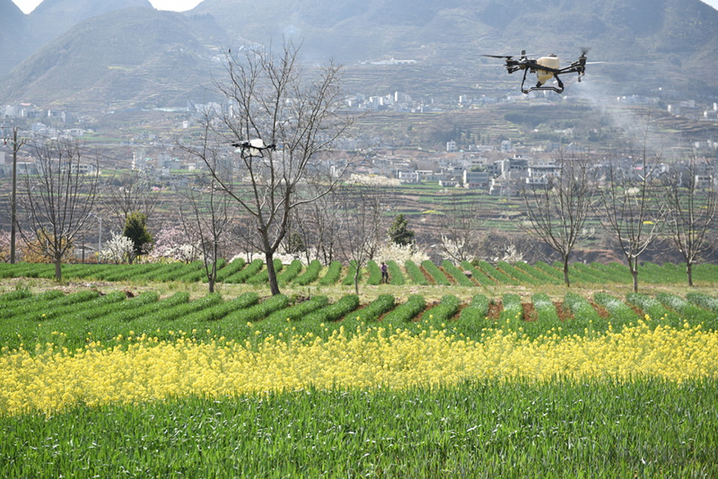 云南镇雄:无人机“飞”肥 科技助农促春管